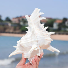 YZHZOM conch shell betta tank house provides shelter and interest