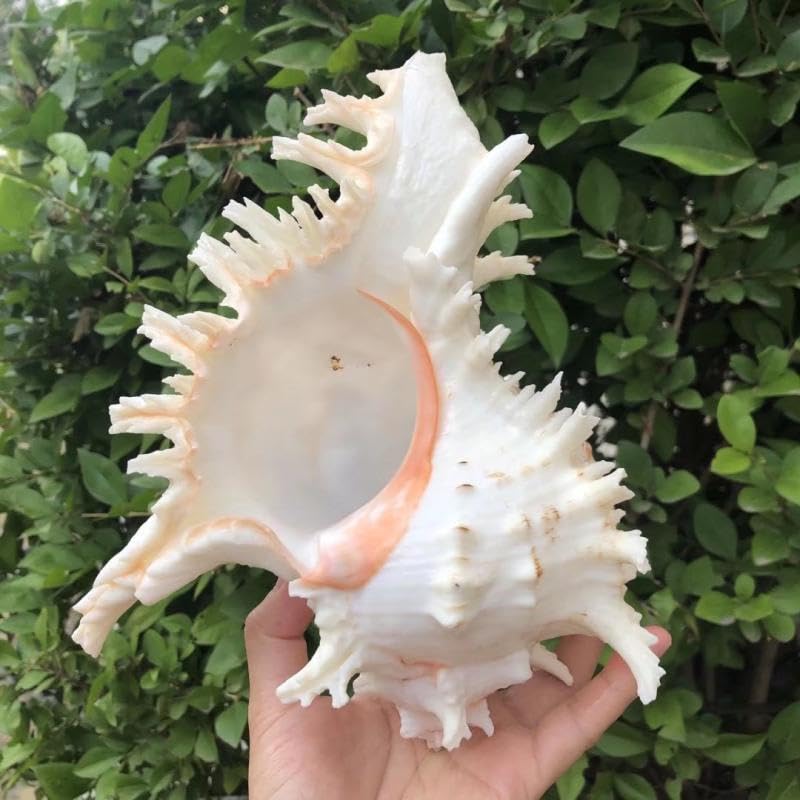 YZHZOM coastal DIY conch decorations for crafts and centerpieces
