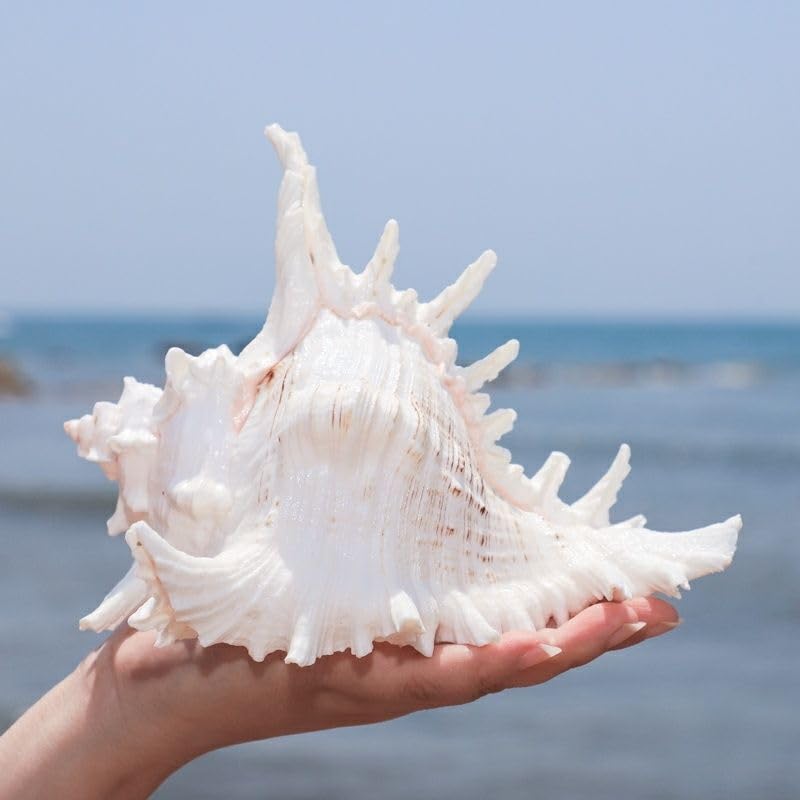 YZHZOM conch shell for air plant display adds natural texture