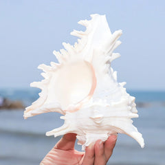 YZHZOM natural conch shell aquarium hideout enhancing fish tank realism