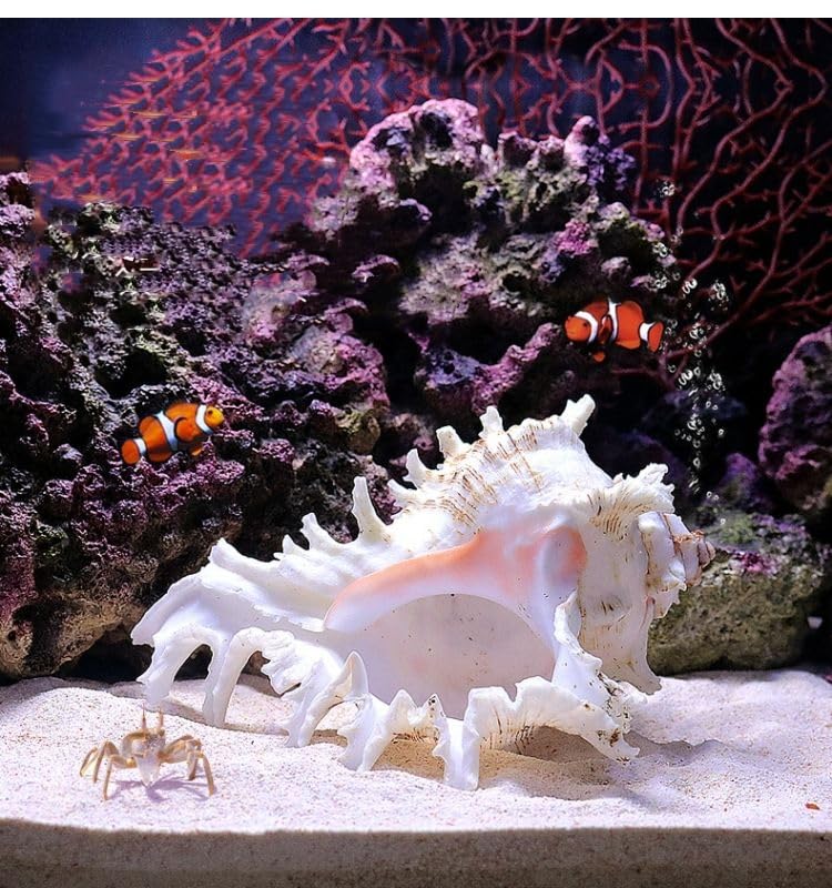 YZHZOM large conch shell 5.5-6.3 inch for aquarium hideout and natural decor