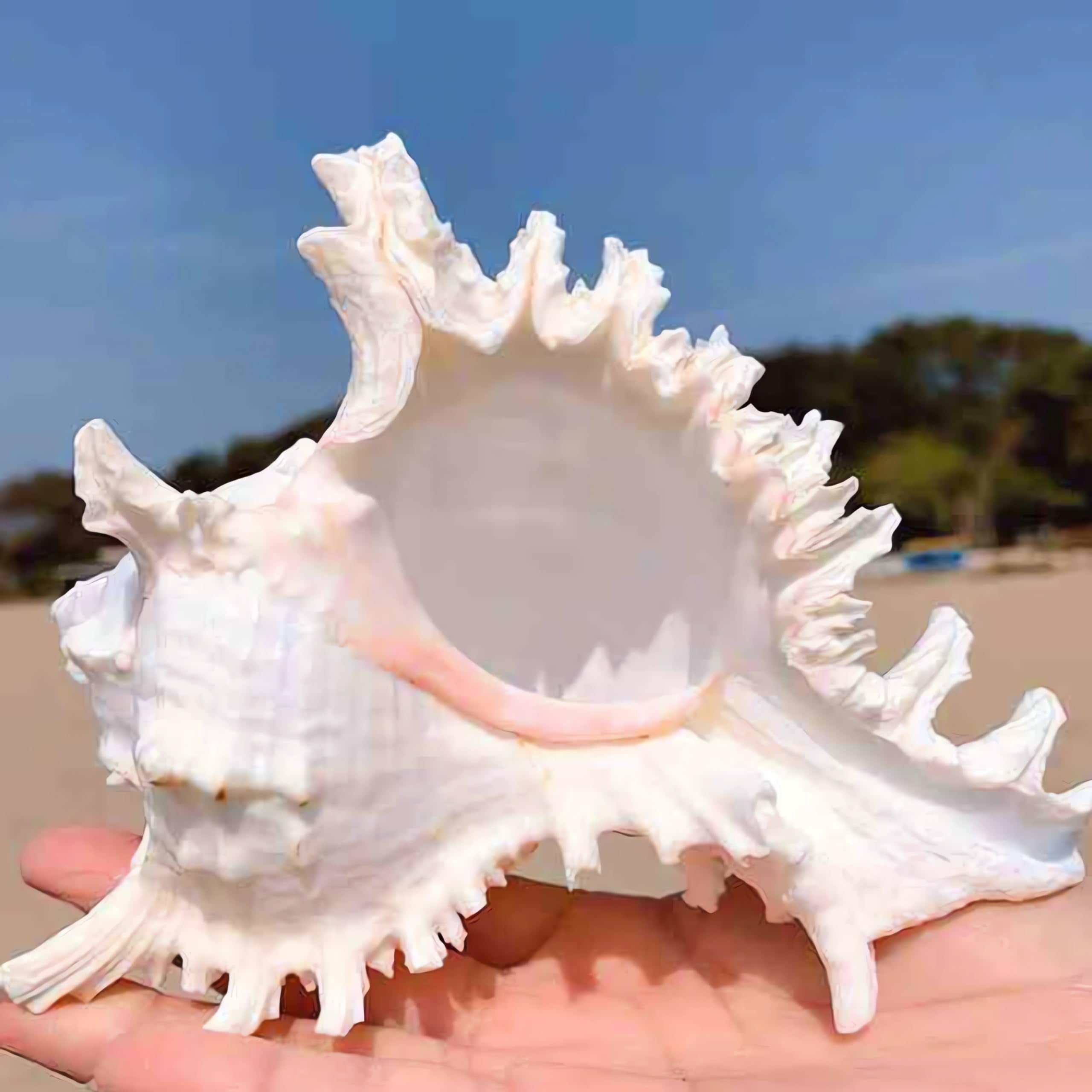 YZHZOM natural conch shell wall decor for coastal vibes