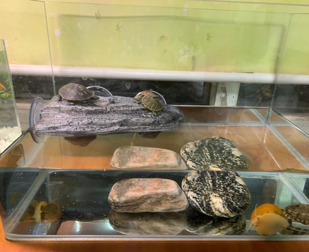 YZHZOM aquarium decoration and habitat boost for sunbathing and exercise.