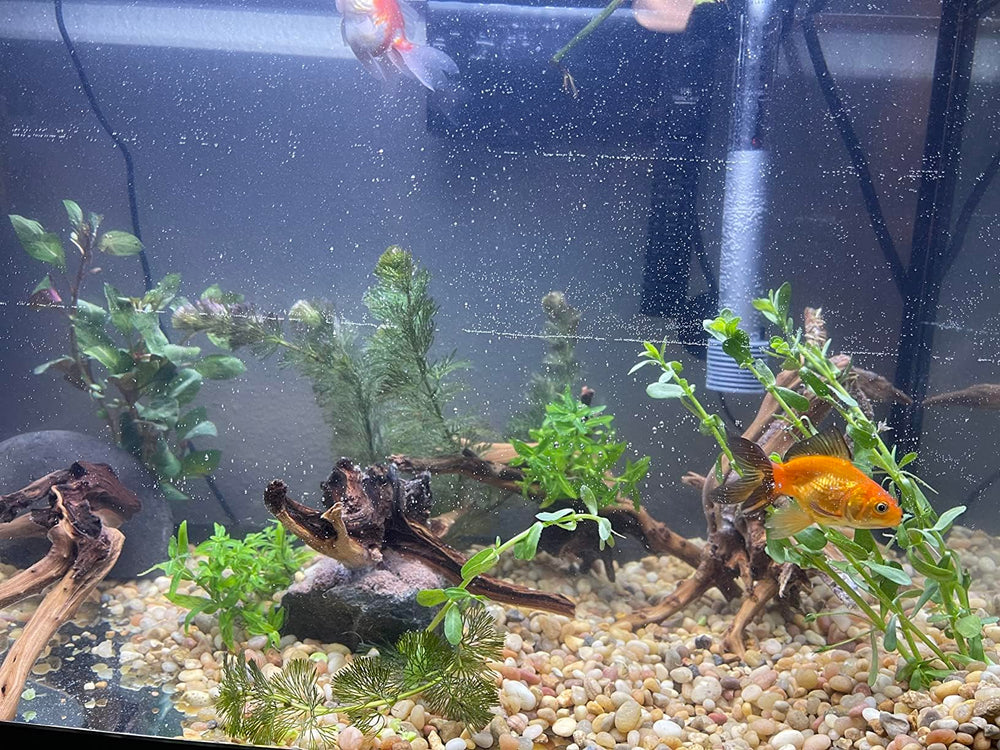 yzhzom-spiderwood-aquarium-habitat-enhancement offers visual interest and potential shelter in tanks.