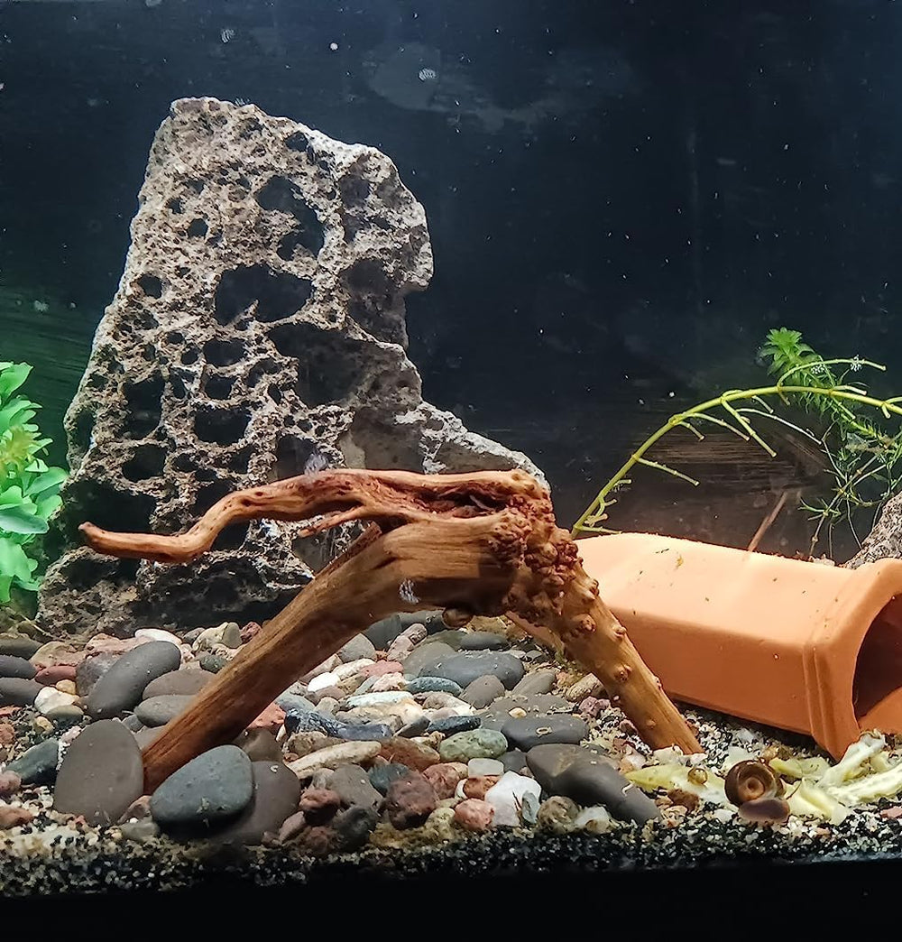 yzhzom-spiderwood-boil-and-soak-process preps driftwood to release tannins before tank use.