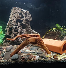 yzhzom-spiderwood-boil-and-soak-process preps driftwood to release tannins before tank use.
