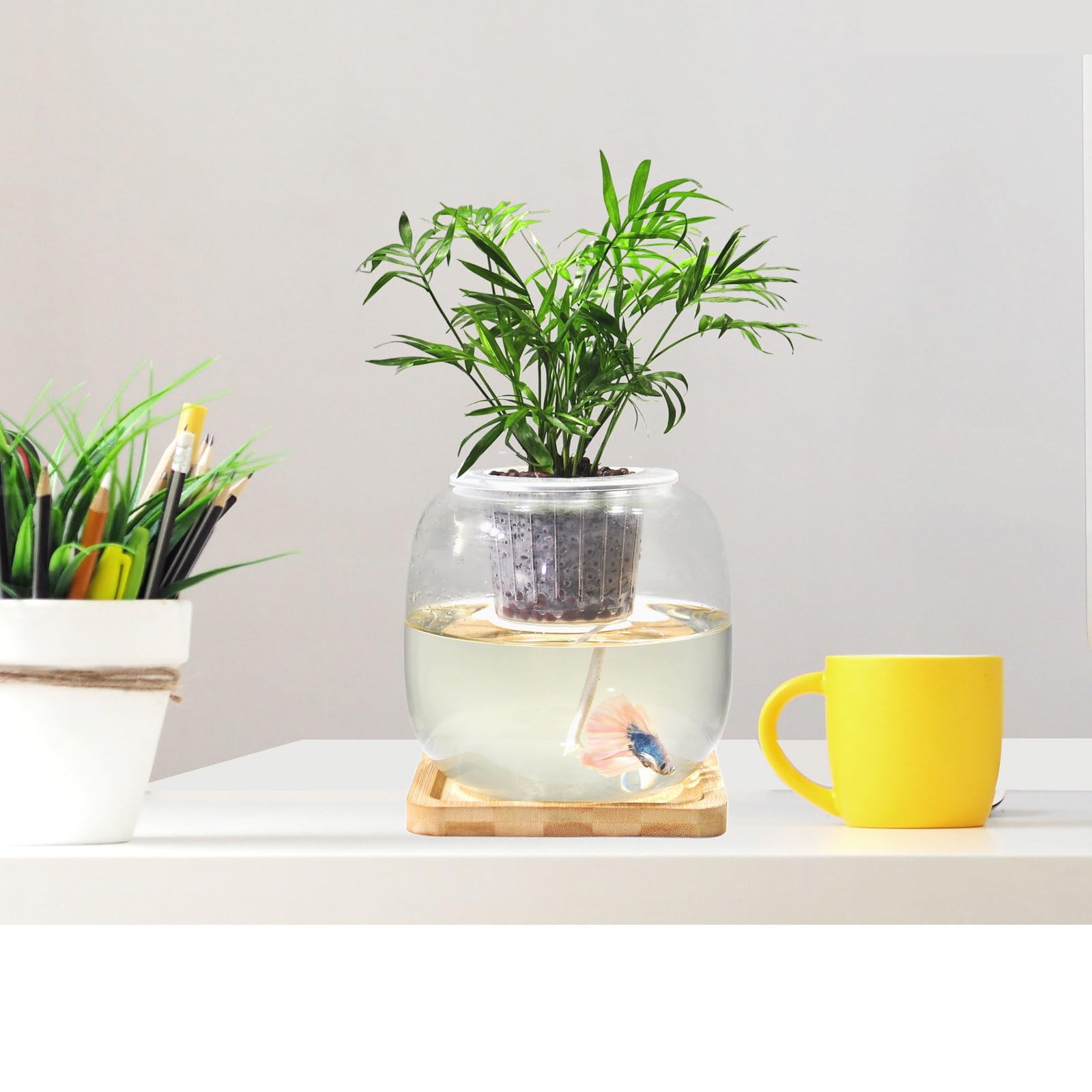 Zaborik 360-degree-view bowl demonstrates full visibility of aquatic life and foliage for immersive desktop decor.
