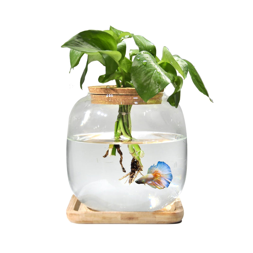 Zaborik fish bowl front view offers a compact betta habitat with thriving plants for desktop decor.
