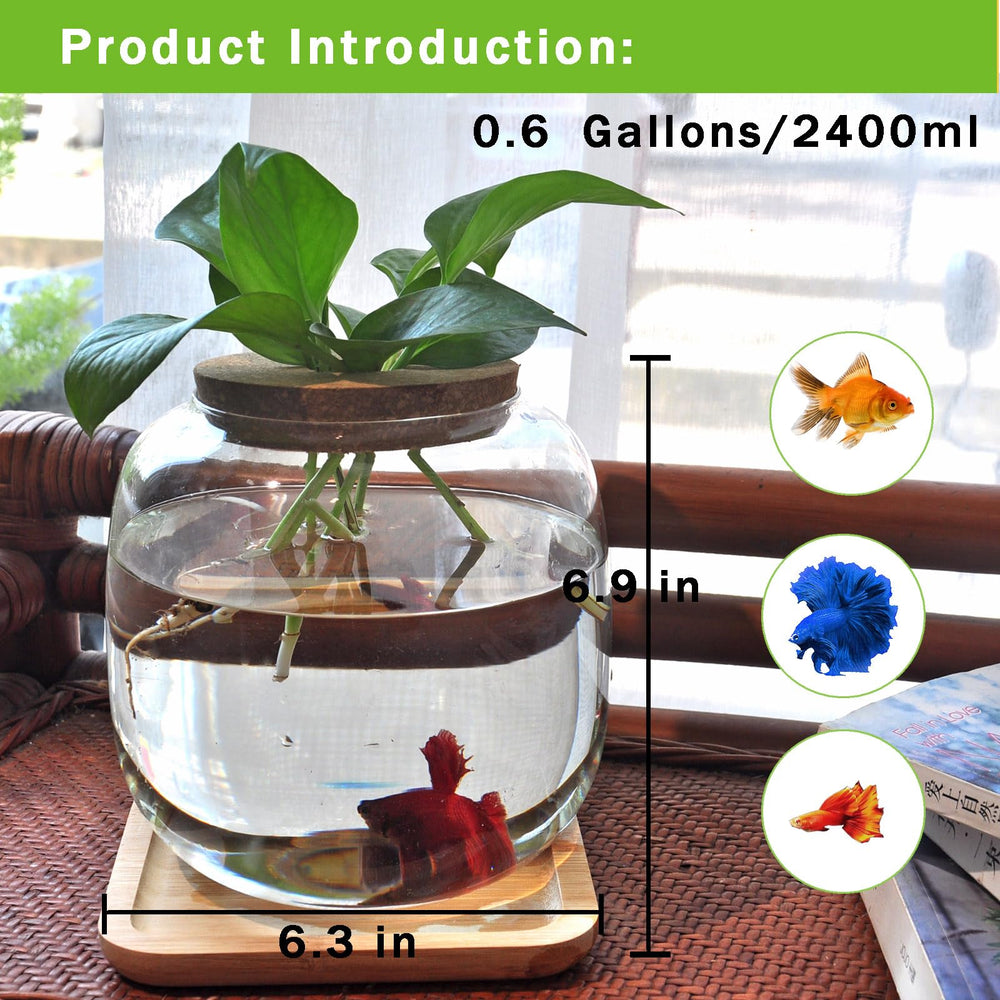 Zaborik lid cork closeup shows airtight seal for humidity-friendly terrarium ambiance and easy feeding.