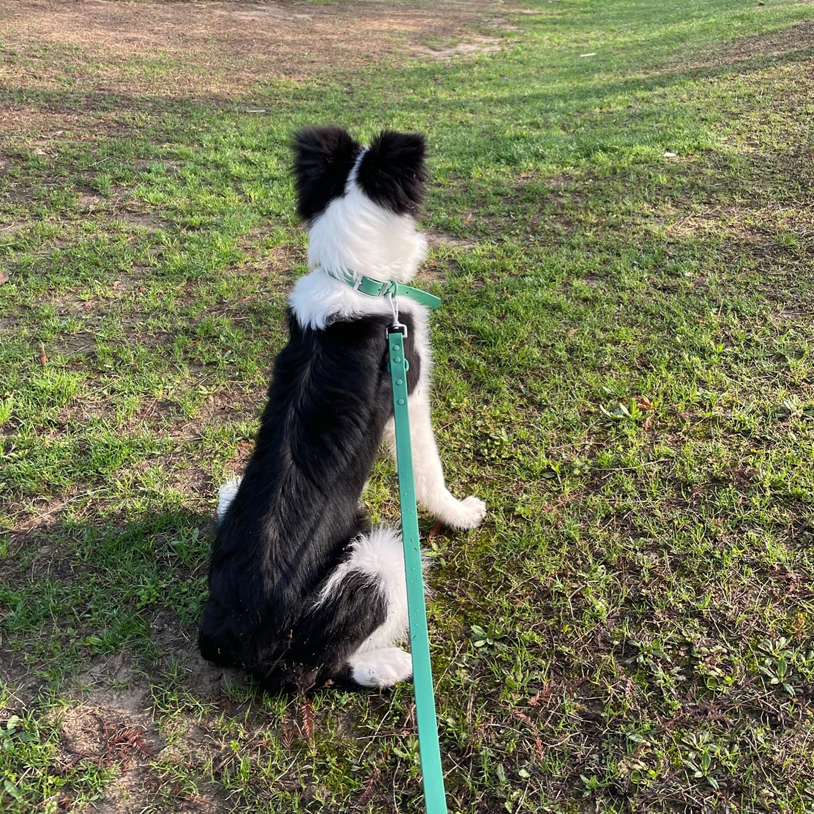 ZALER collar and leash set supports multi-size dogs with adjustable comfort and practical features.