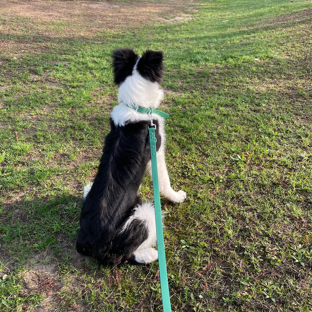 ZALER collar and leash set supports multi-size dogs with adjustable comfort and practical features.