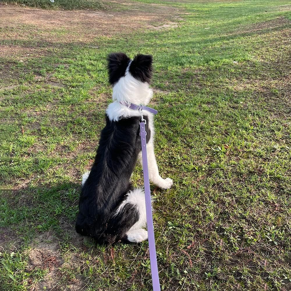 ZALER mint green collar-leash set adds stylish, easy-clean gear for busy owners.