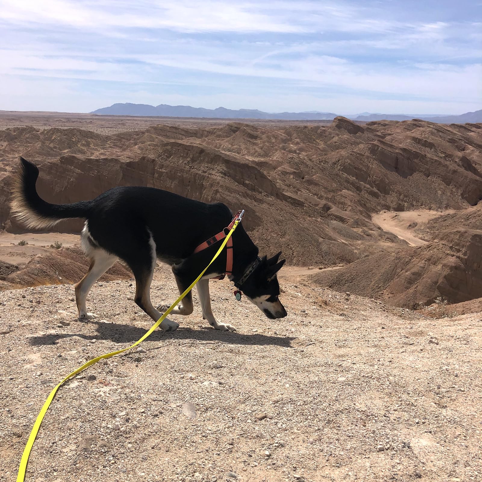 ZALER forest-green leash supports backyard, beach, and hiking sessions.