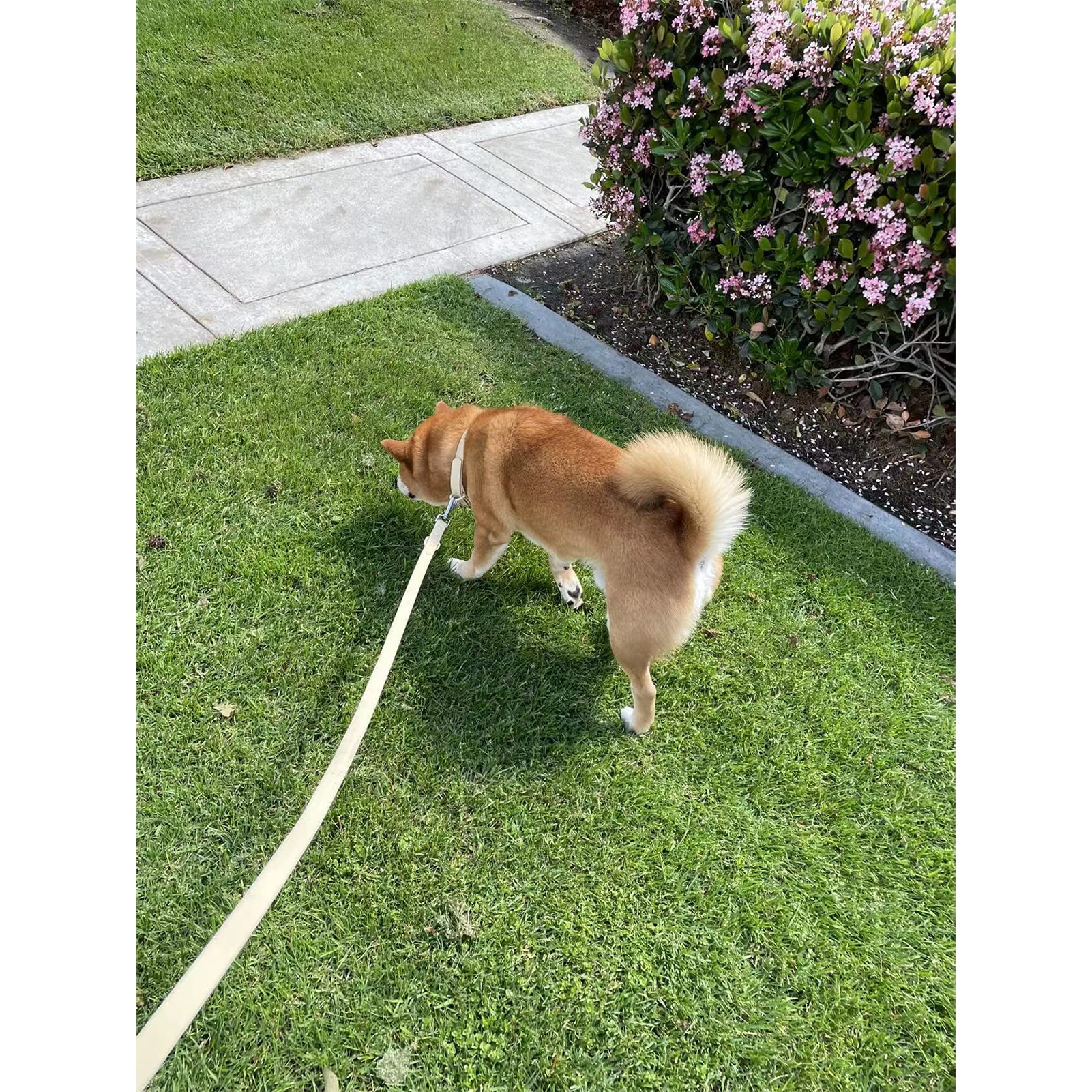 ZALER dog leash two D-rings enables flexible use and two-dog walks