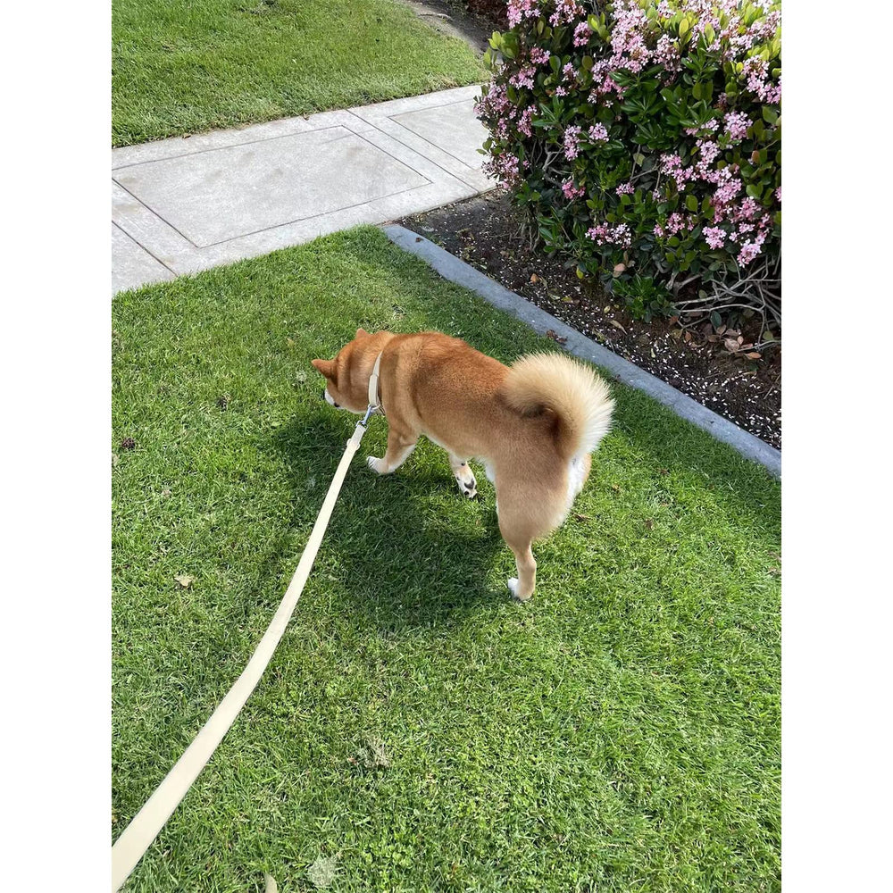 ZALER two-hook leash offers versatile wearing and walking options.