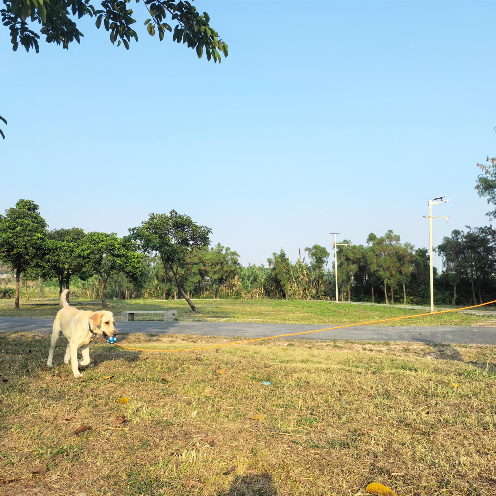 ZALER long dog leash 10ft easy grip for early leash training.