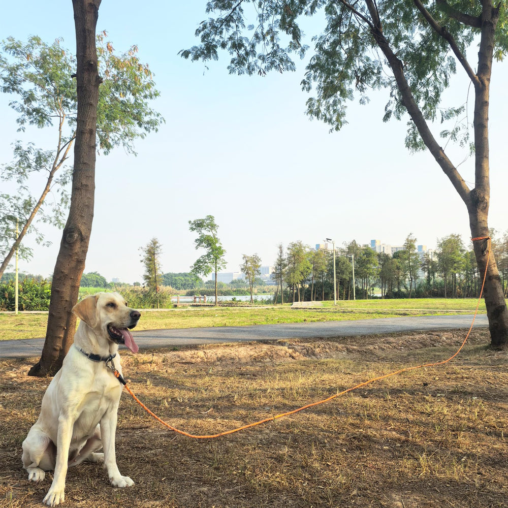 ZALER long dog leash 15ft reliable recall lead for busy parks