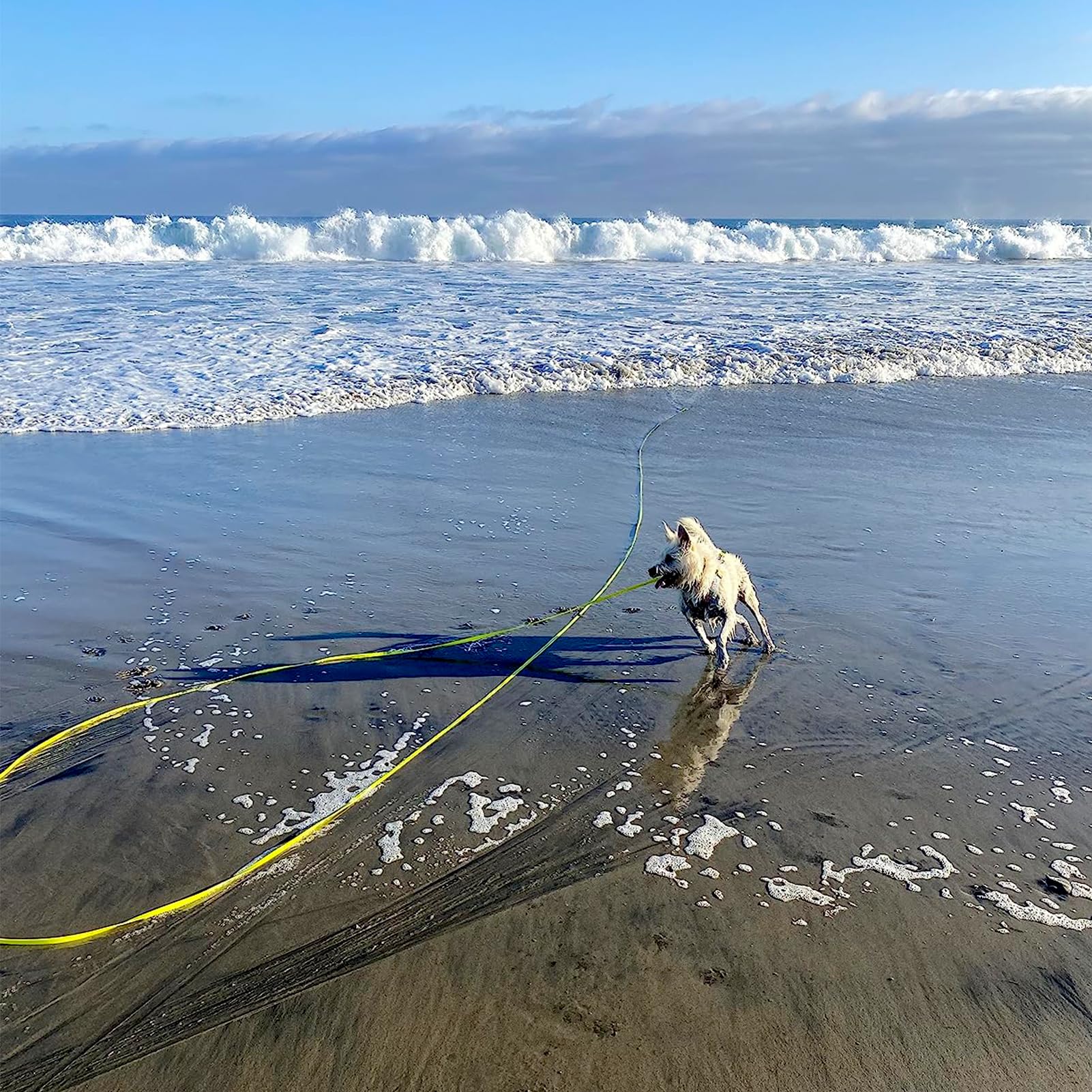 ZALER Long Dog Leash extendable 50ft view shows broad recall range for safe guidance.