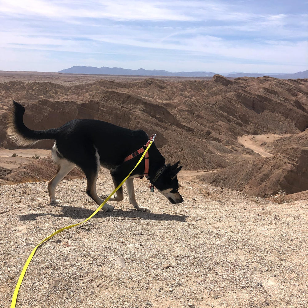 ZALER outdoor training leash extends in open spaces for backyard or park drills