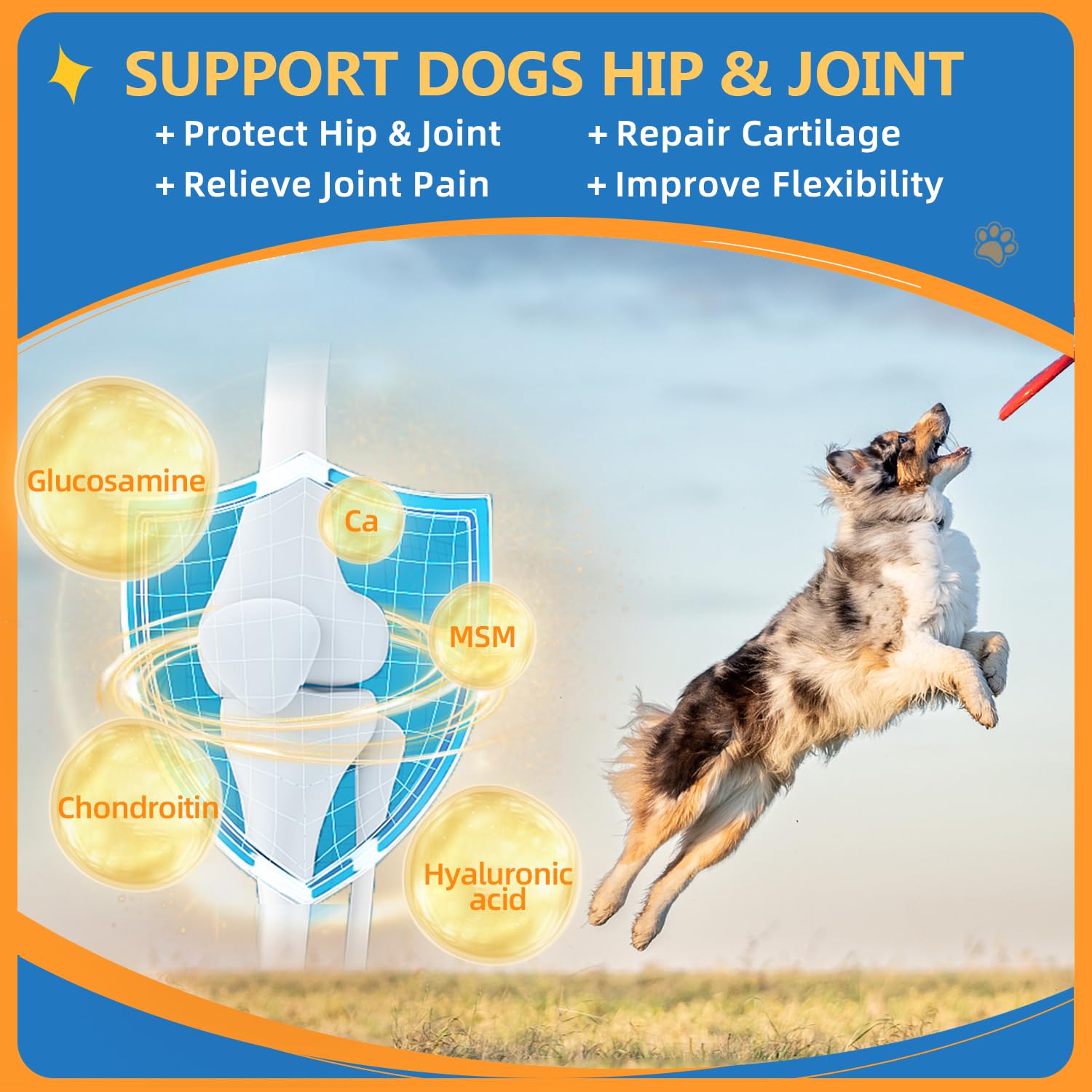 ZEBORA joint-health display emphasizes glucosamine, chondroitin, and MSM