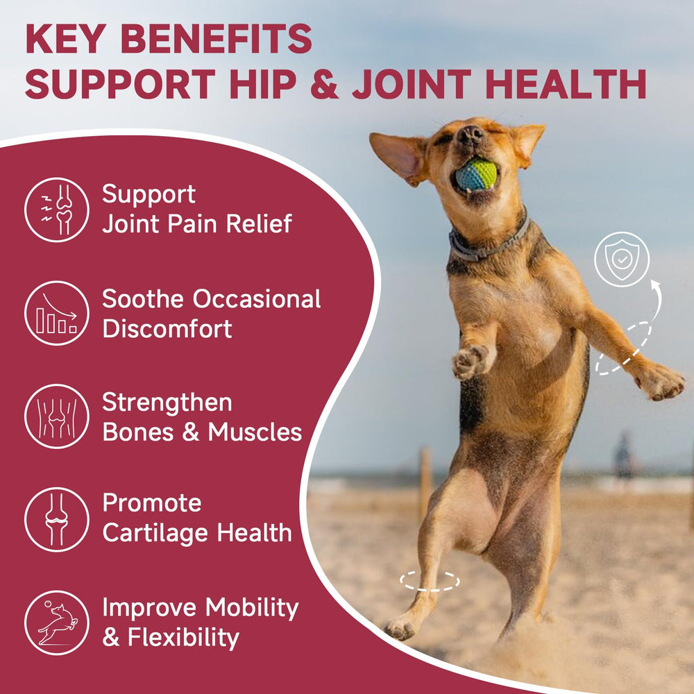 ZEBORA dog joint supplement with chondroitin and MSM illustrating joint care support