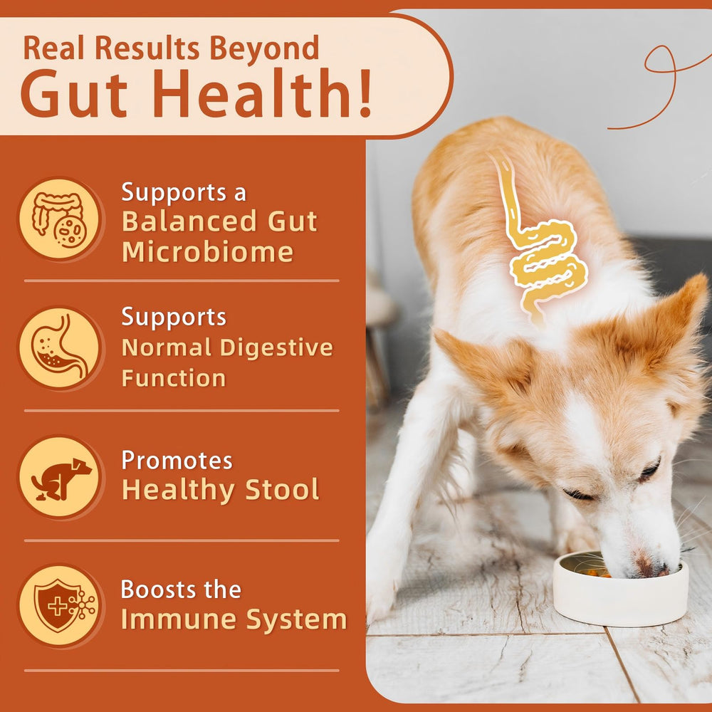 ZEBORA Probiotics for Dogs soft chews with pumpkin flavor for daily digestive care.