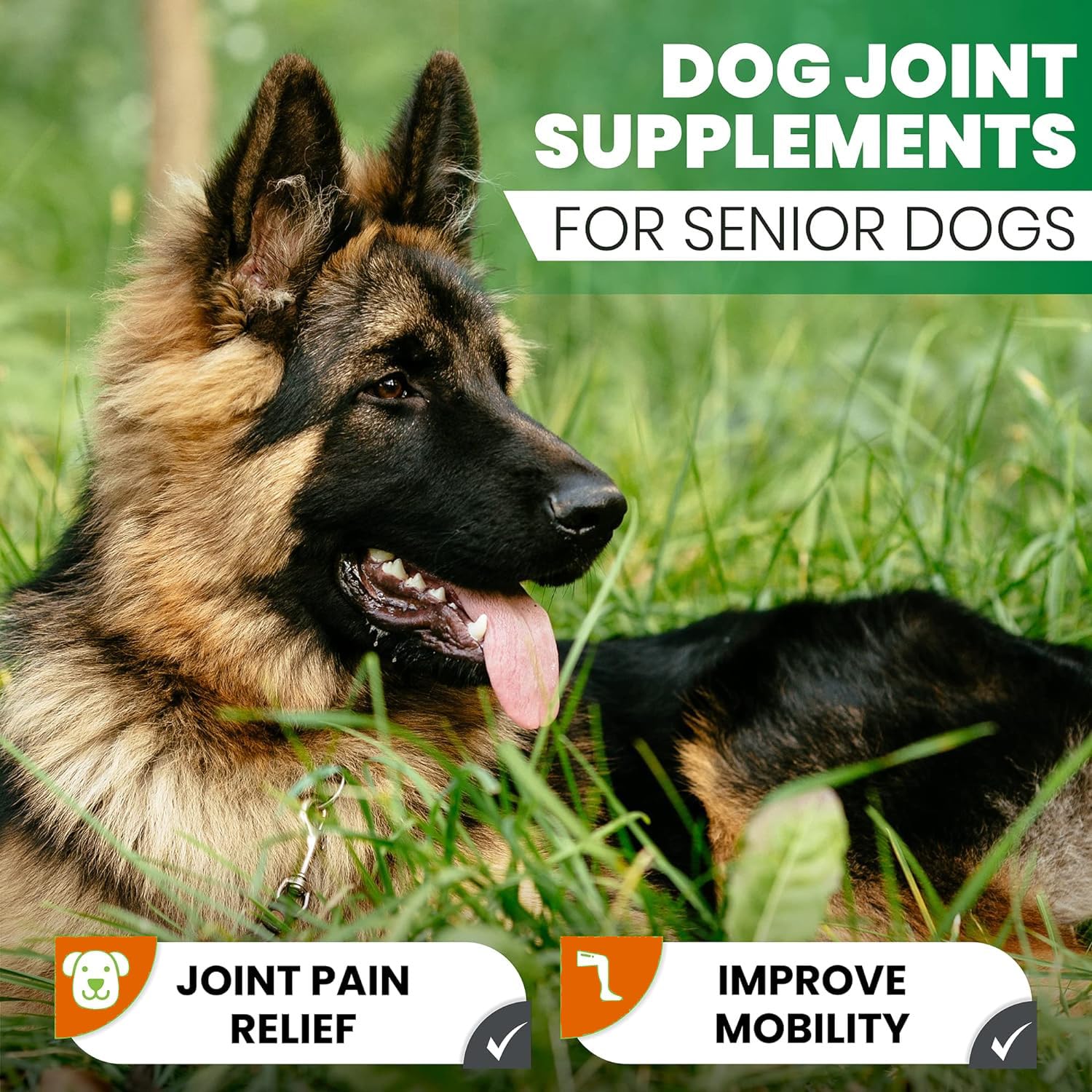 Zenpaws Turmeric for Dogs salmon oil blend supports skin health.