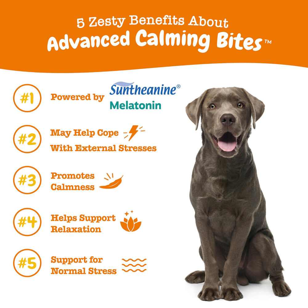 Zesty Paws Calming Chews in a dish for relaxed daily routines.