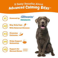 Zesty Paws Calming Chews in a dish for relaxed daily routines.