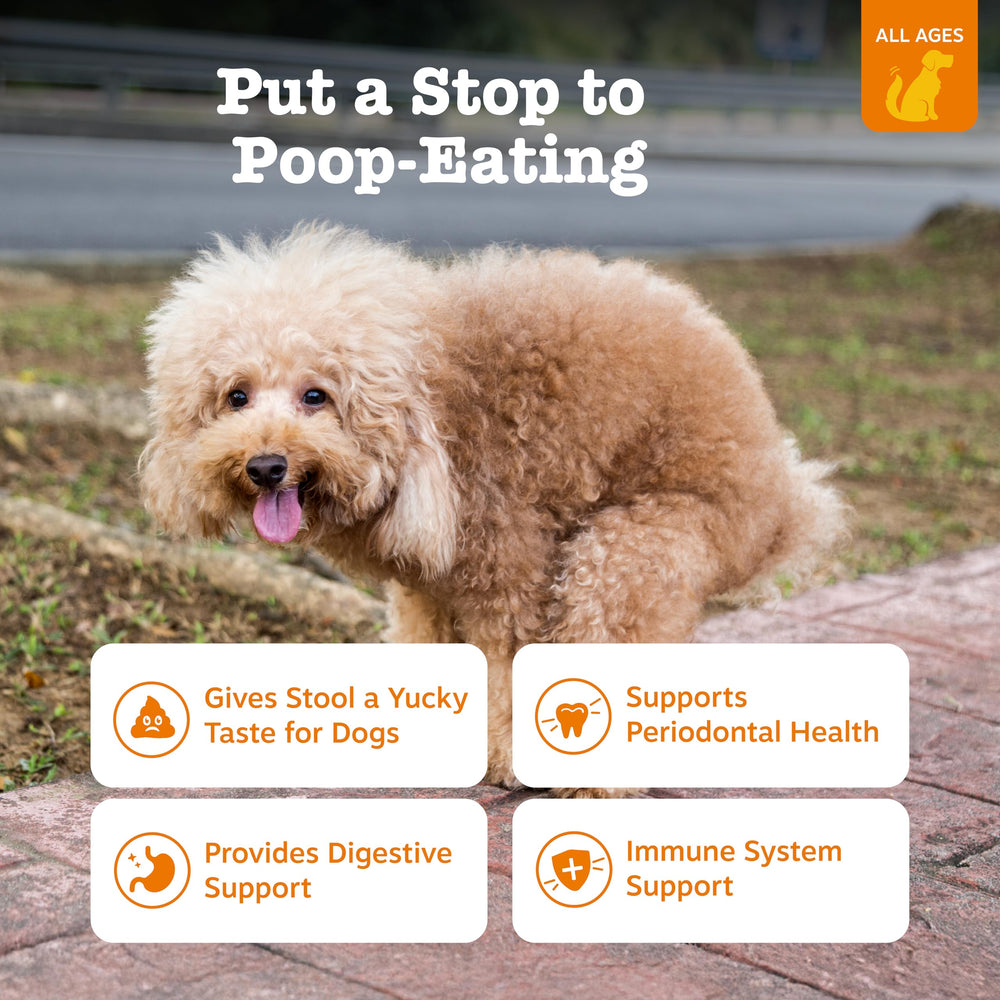Zesty Paws Chew No Poo Bites dog snack served illustrating deterrent benefits.