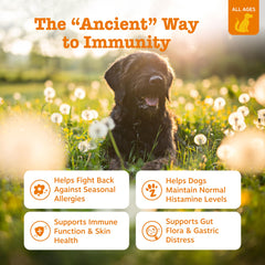 Zesty Paws Dog Allergy Relief chews closeup highlighting soft texture and bison flavor.
