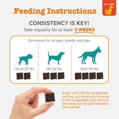 Zesty Paws dog relaxing on couch after calming chews.