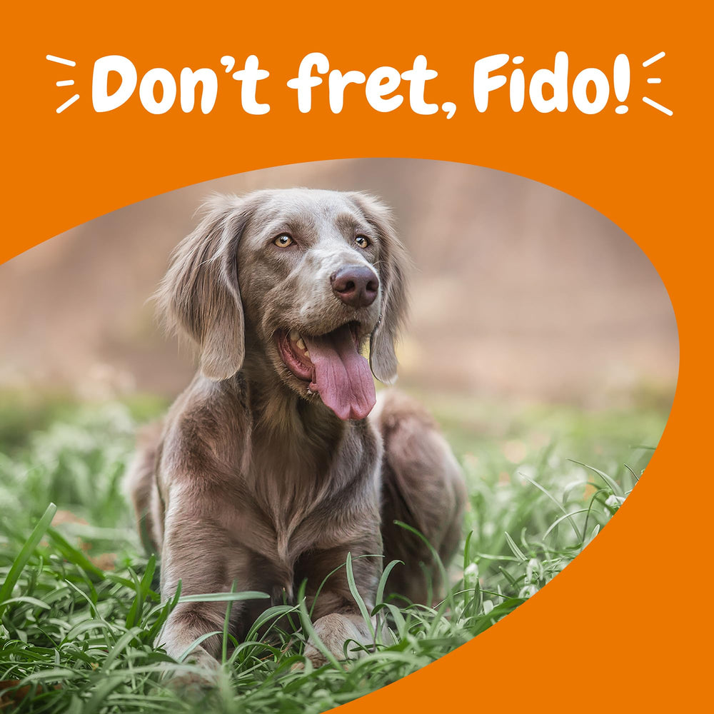 Dog in storm scene using Zesty Paws Calming Chews for storm-related calm.