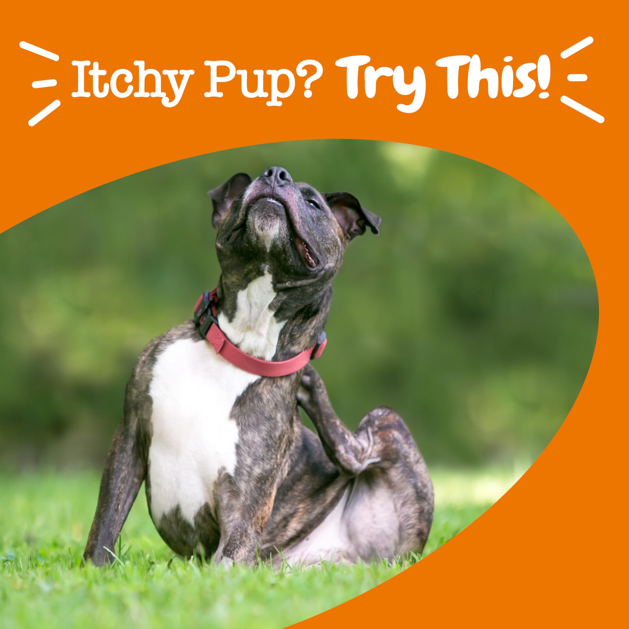 Zesty Paws Itch Relief owner at home with dog.