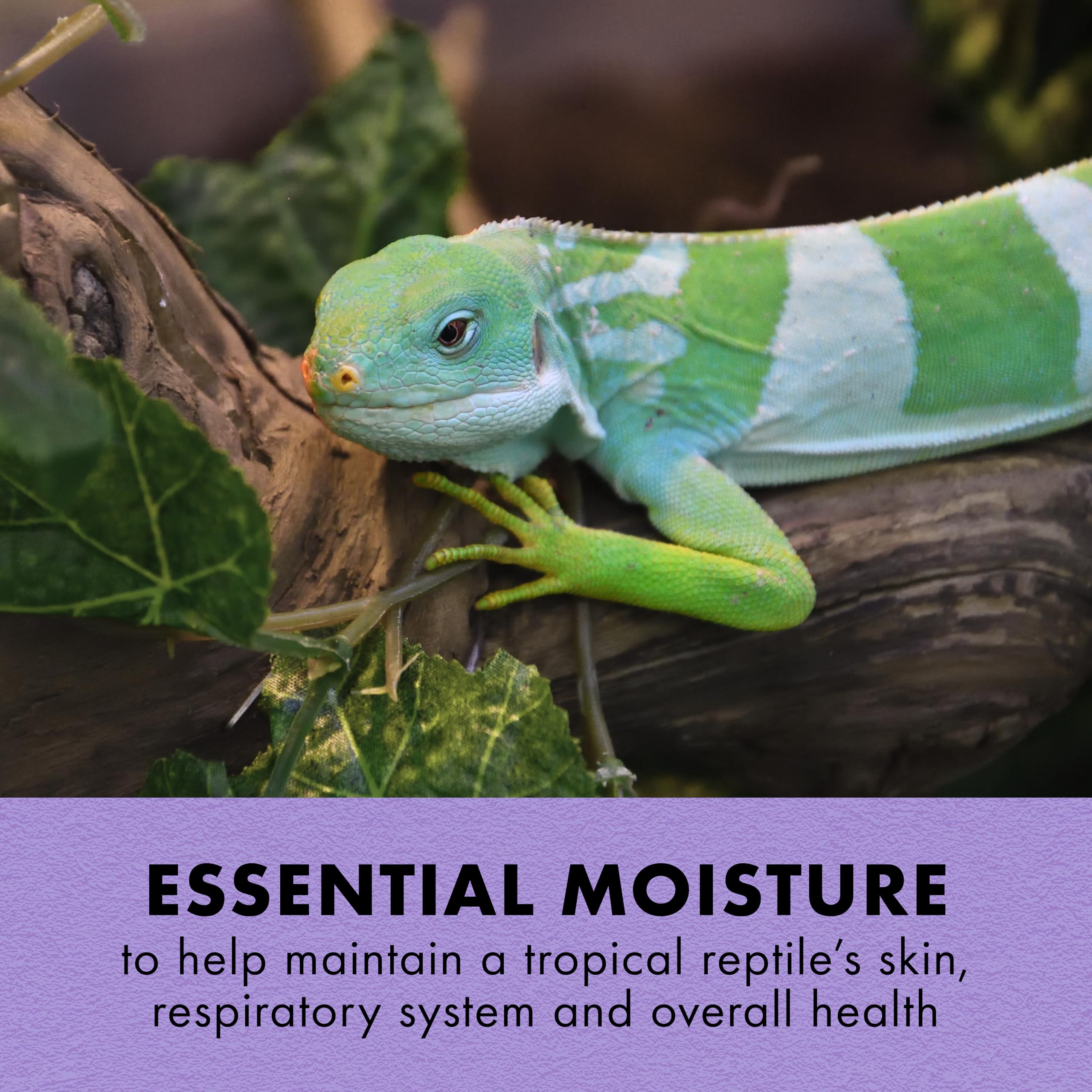 Zilla Tropical Mist spray on reptile demonstrates quick humidity boost for tropical habitats.