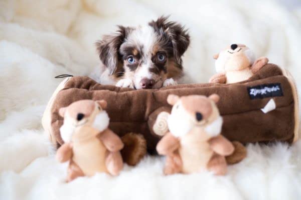 ZippyPaws Burrow puppy-friendly design supports dogs of all ages during playtime.