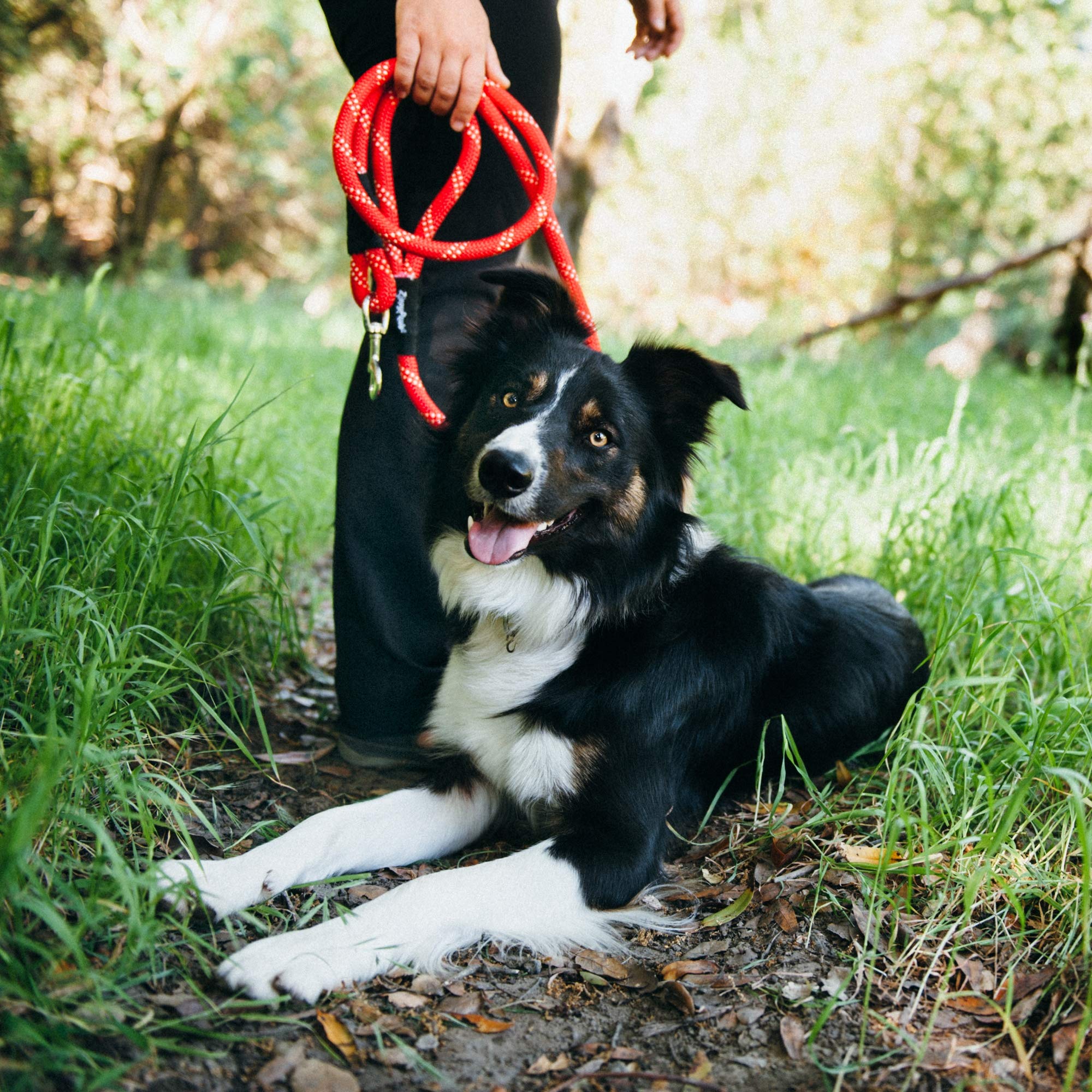 ZippyPaws correa para perros grandes, ideal en ciudad y senderos.