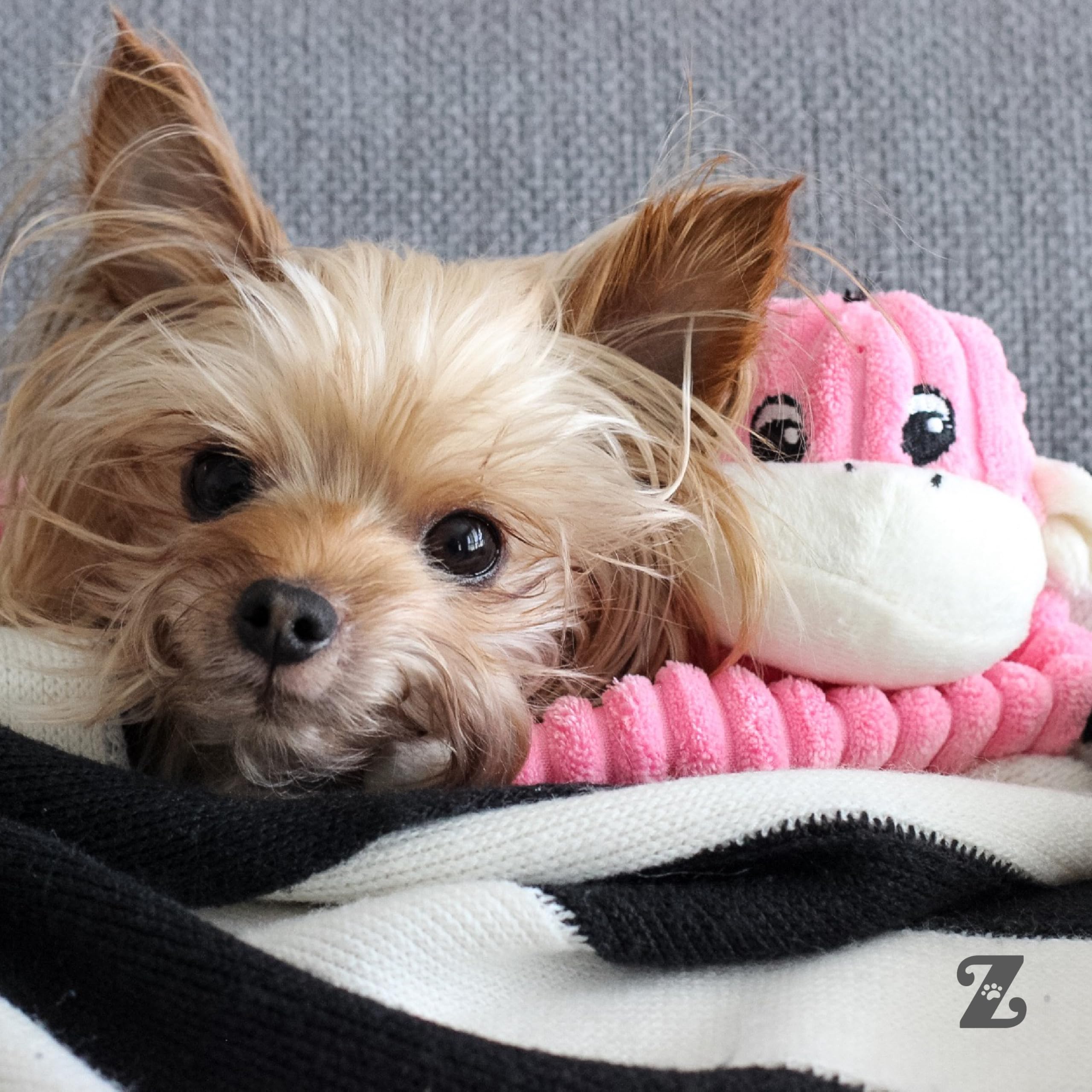 ZippyPaws Crinkle Monkey small-dog play scenario with toy in action.