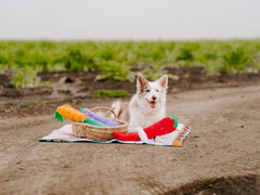 ZippyPaws Jigglerz Eggplant plush showing durable multi-layer fabric and stitching.