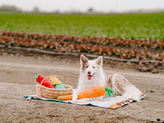 ZippyPaws Jigglerz Pepper squeaker closeup emphasizes durable fabric withstands enthusiastic chewers