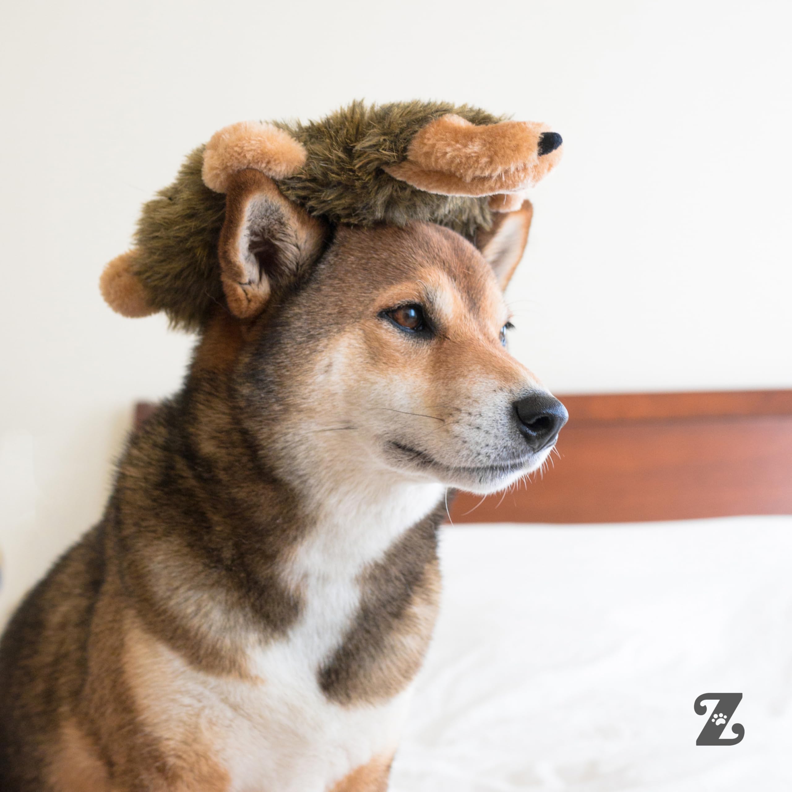 ZippyPaws Loopy tug-and-fetch scene demonstrates interactive play