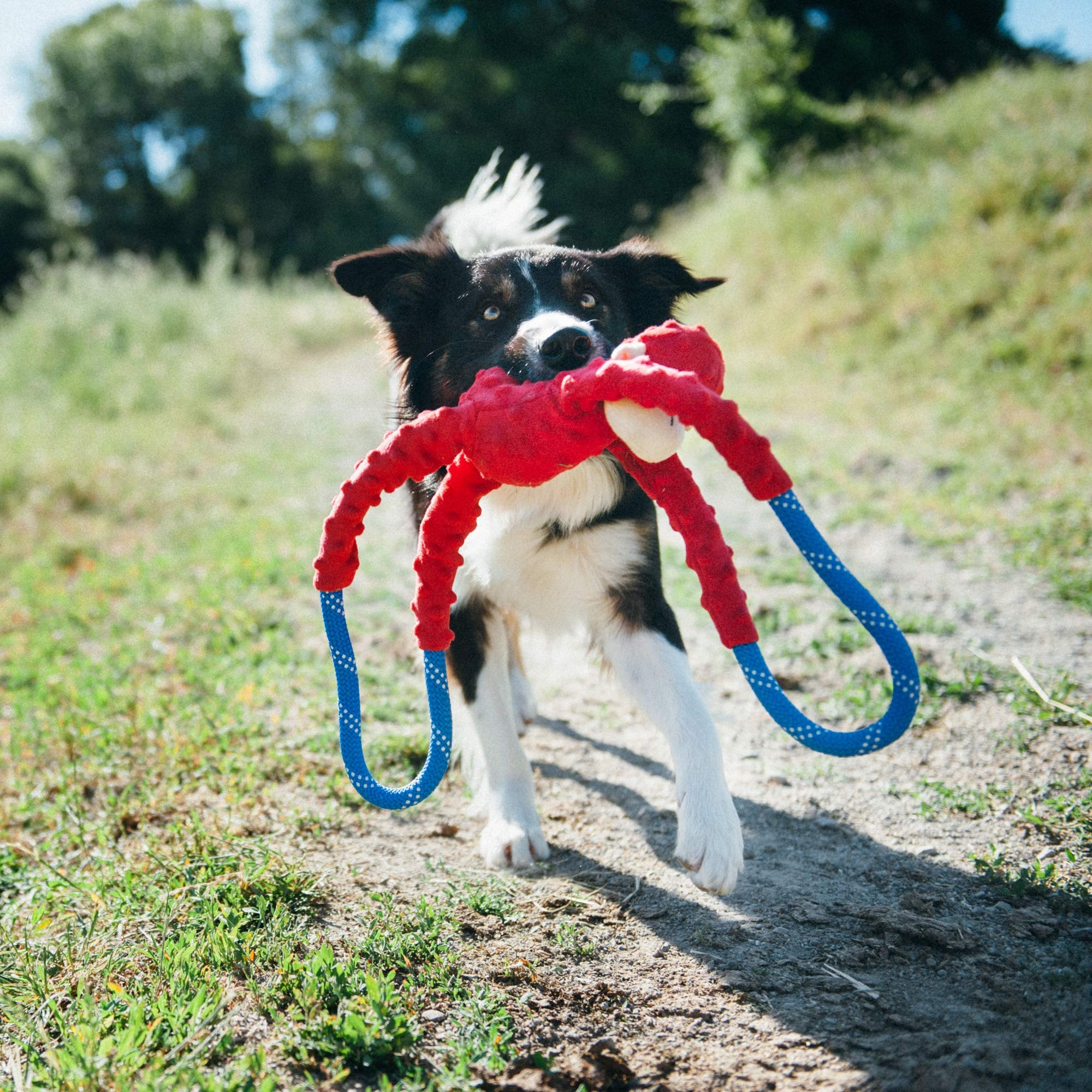 ZippyPaws RopeTugz round squeaker adds interactive sound for ongoing play.