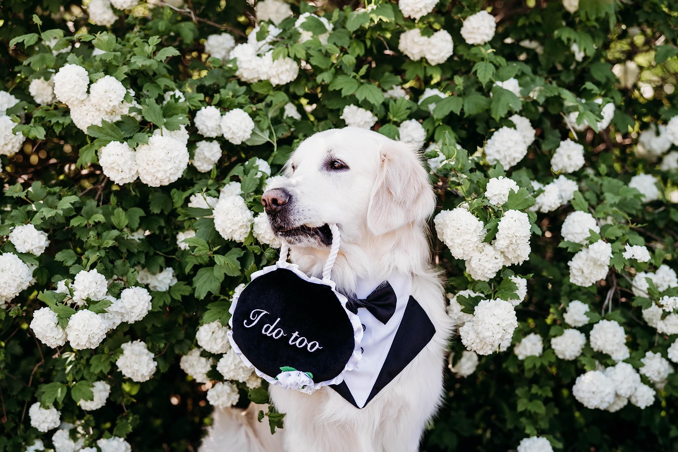 ZippyPaws wedding toy dual squeakers for engaging play sessions