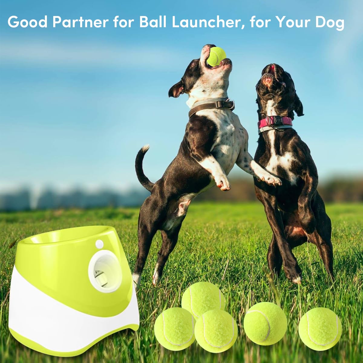 ZIYIZE mini tennis balls in action with a dog showing easy catching