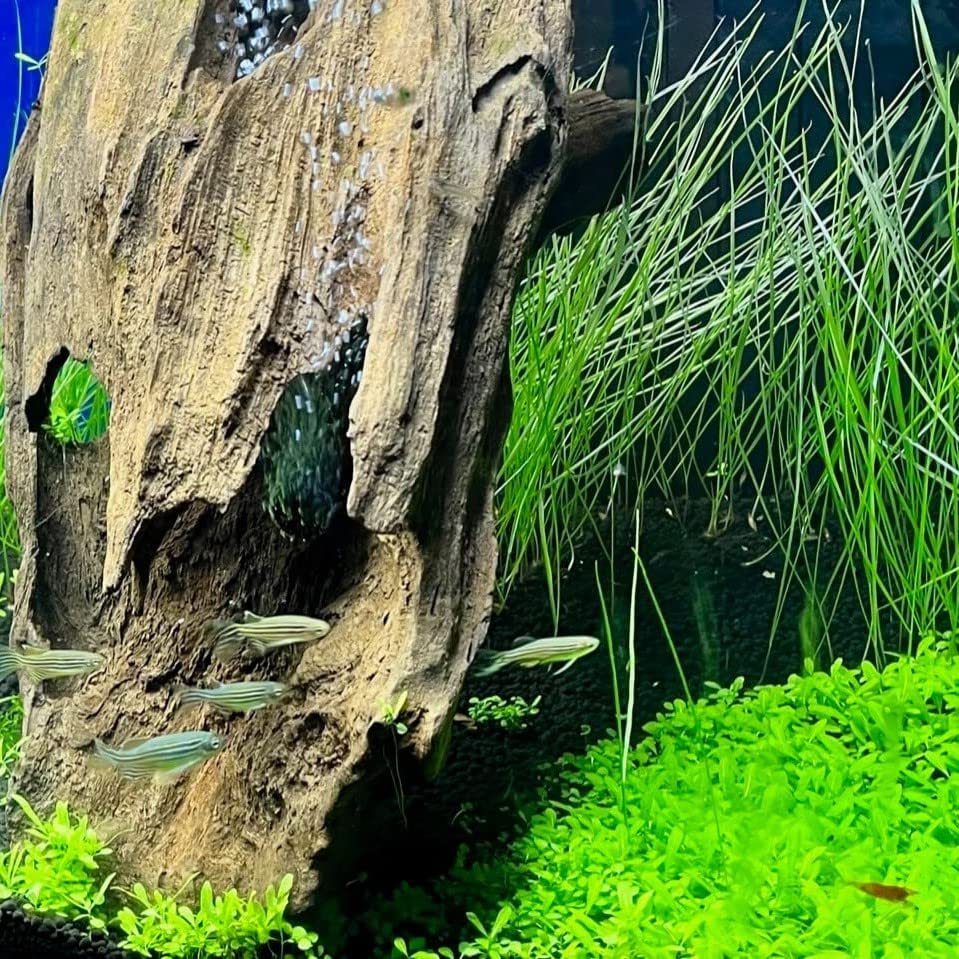 ZMMM998 aquarium seed sprouting in tank demonstrates quick growth and lush carpet formation.