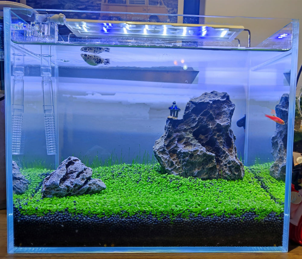 ZMMM998 freshwater fish tank habitat enhanced by live plants for stress-free viewing.