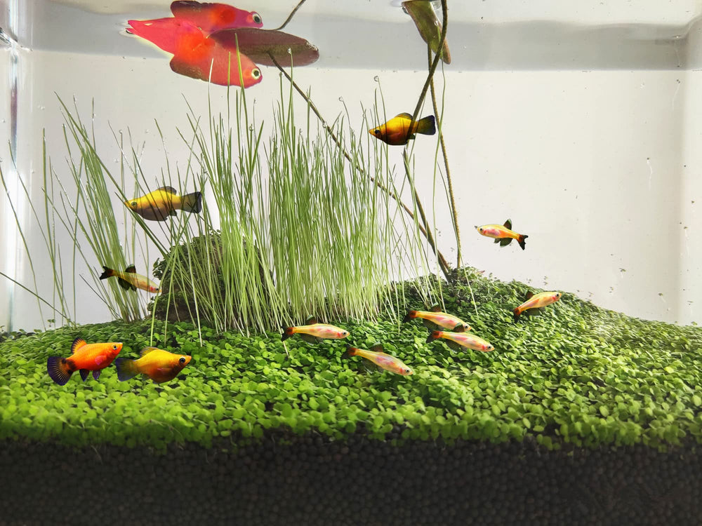 ZMMM998 real grass carpet taking root in freshwater tank for natural look and oxygen.