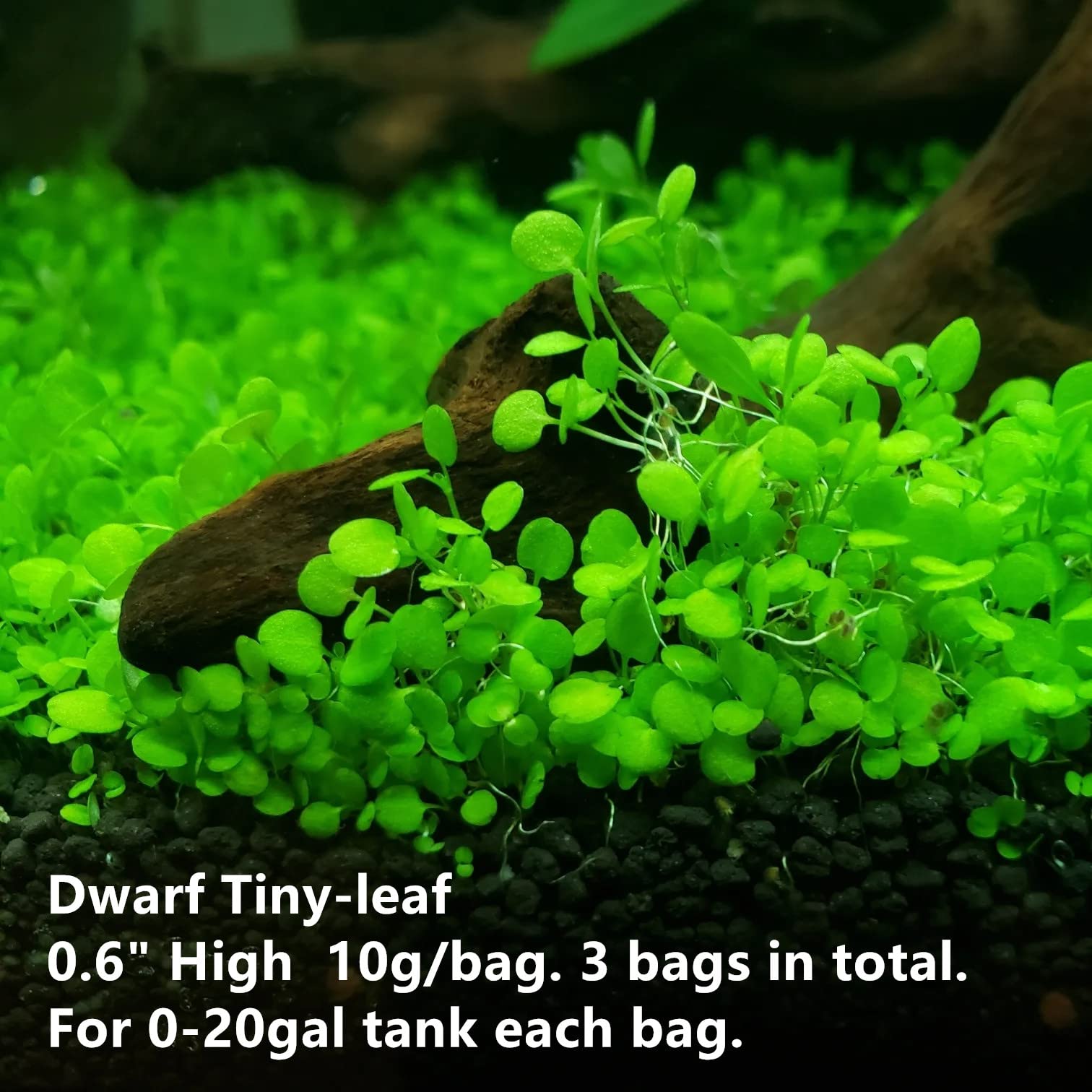 ZMMM998 tiny-leaf seed closeup for fast sprouting and vibrant underwater greens.