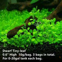 ZMMM998 tiny-leaf seed closeup for fast sprouting and vibrant underwater greens.