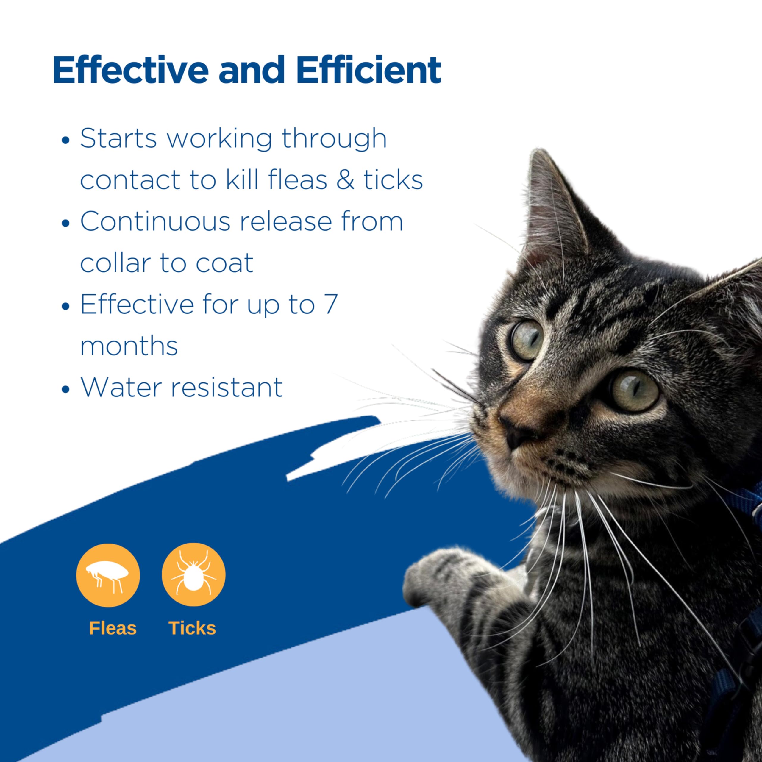 Zodiac Breakaway collar-on-cat-wearing shows long-lasting flea tick protection.